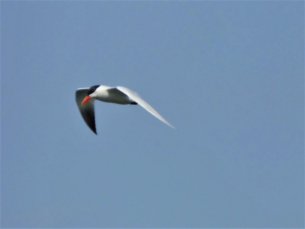 Sterna maggiore (Hydroprogne caspia)